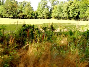 The Land